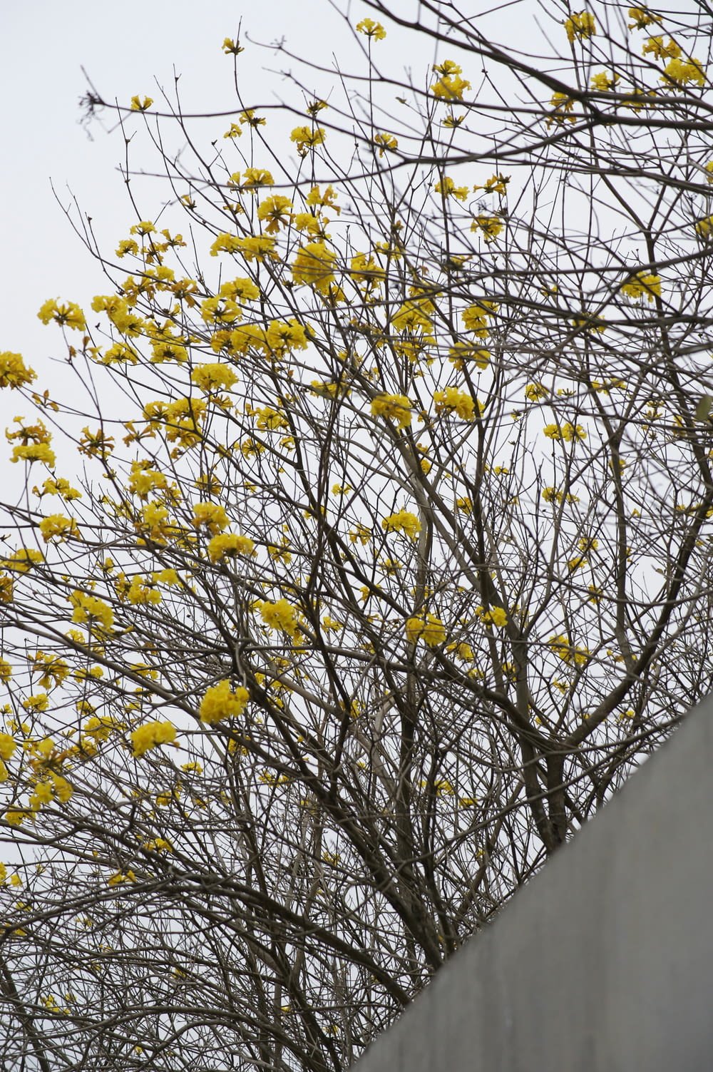 un arbre avec des fleurs jaunes à côté d’un mur de ciment