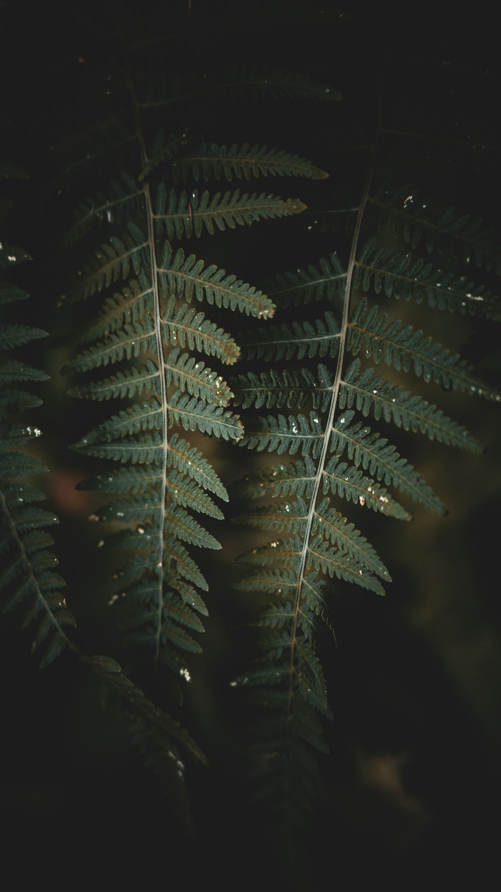 a close up of a fern leaf at night