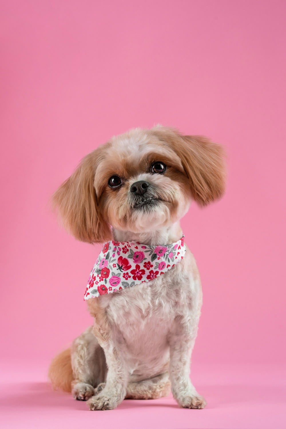 a small dog wearing a bandana on a pink background