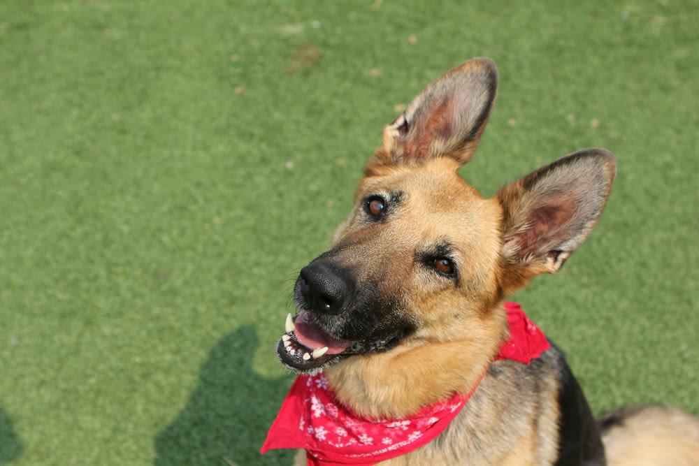 a dog with a red bandanna around its neck