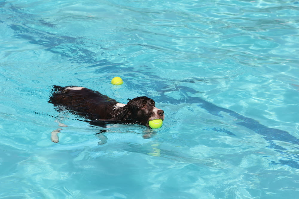 a dog swimming in a pool with a tennis ball in its mouth
