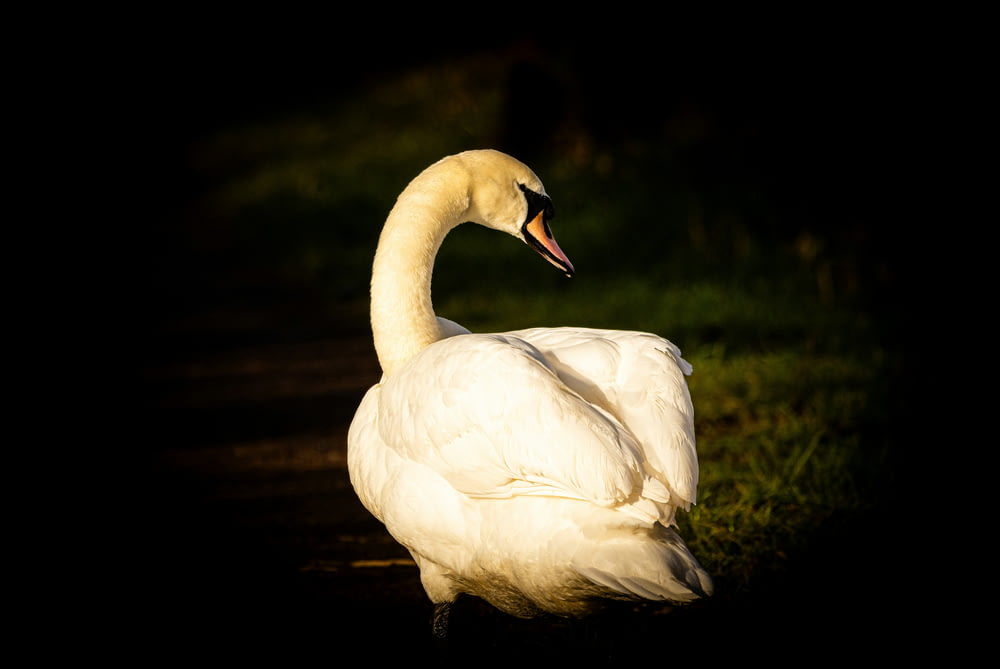 a white swan is standing in the dark