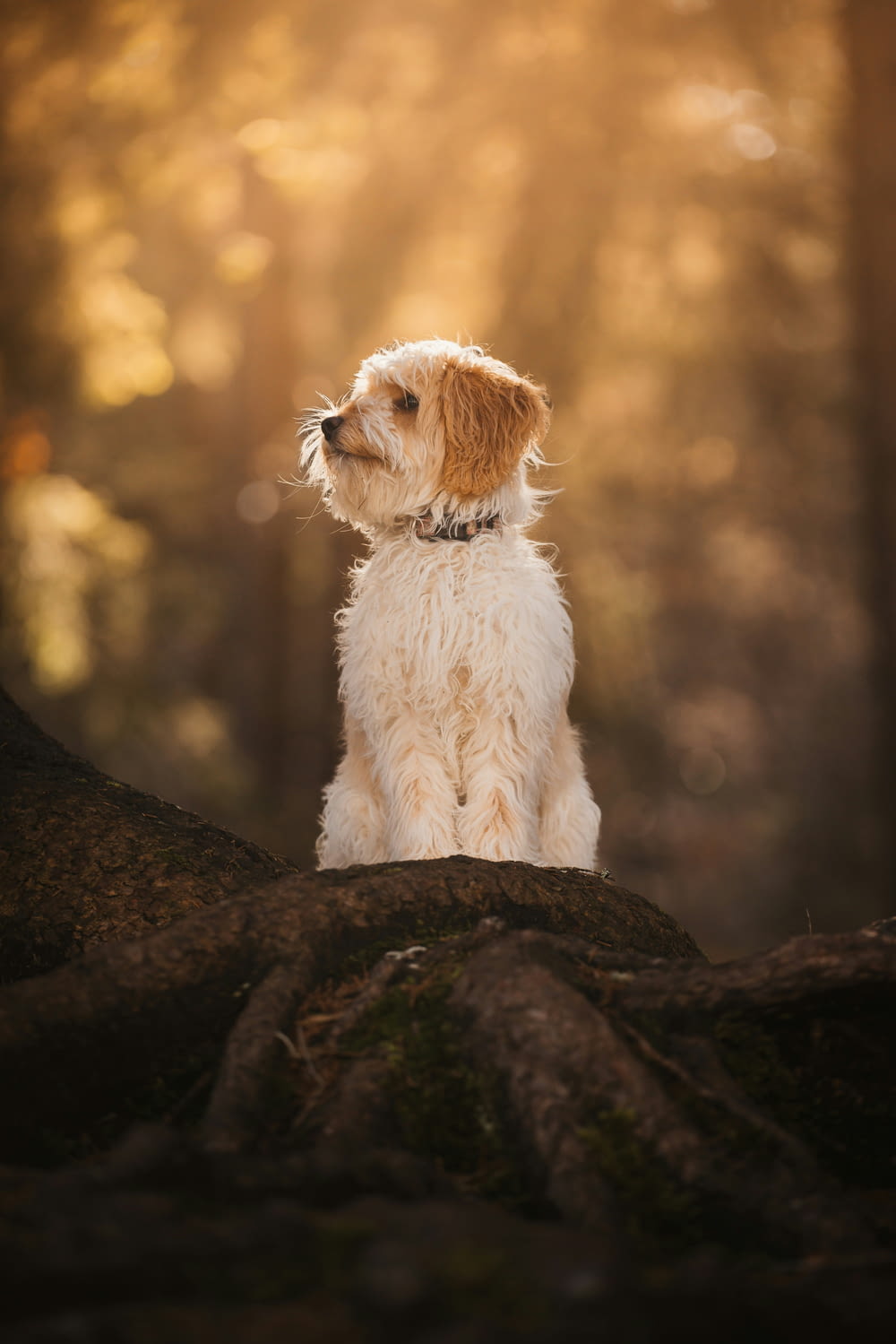 un petit chien blanc et brun assis au sommet d’un rocher