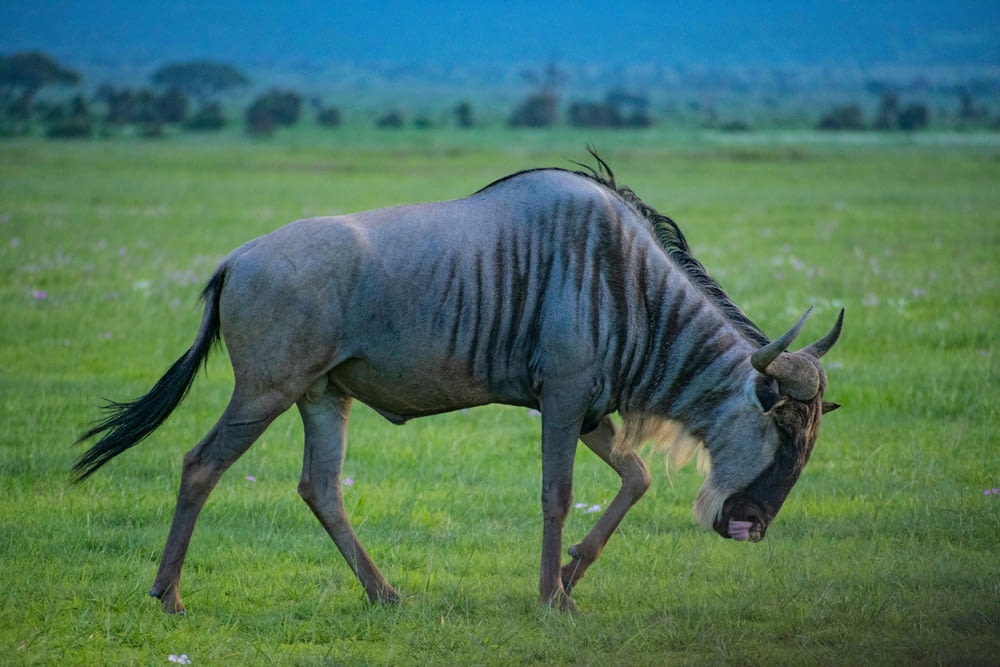 a wildebeest with its mouth open in a grassy field