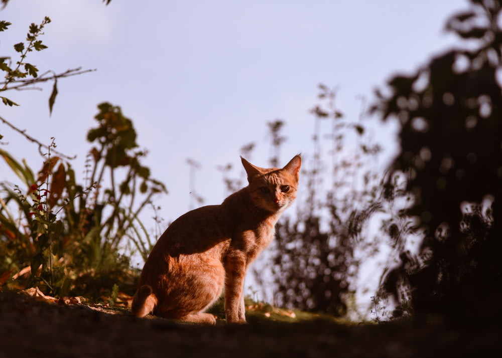 an orange cat sitting on top of a hill