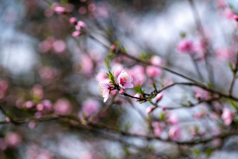 a branch of a tree with pink flowers
