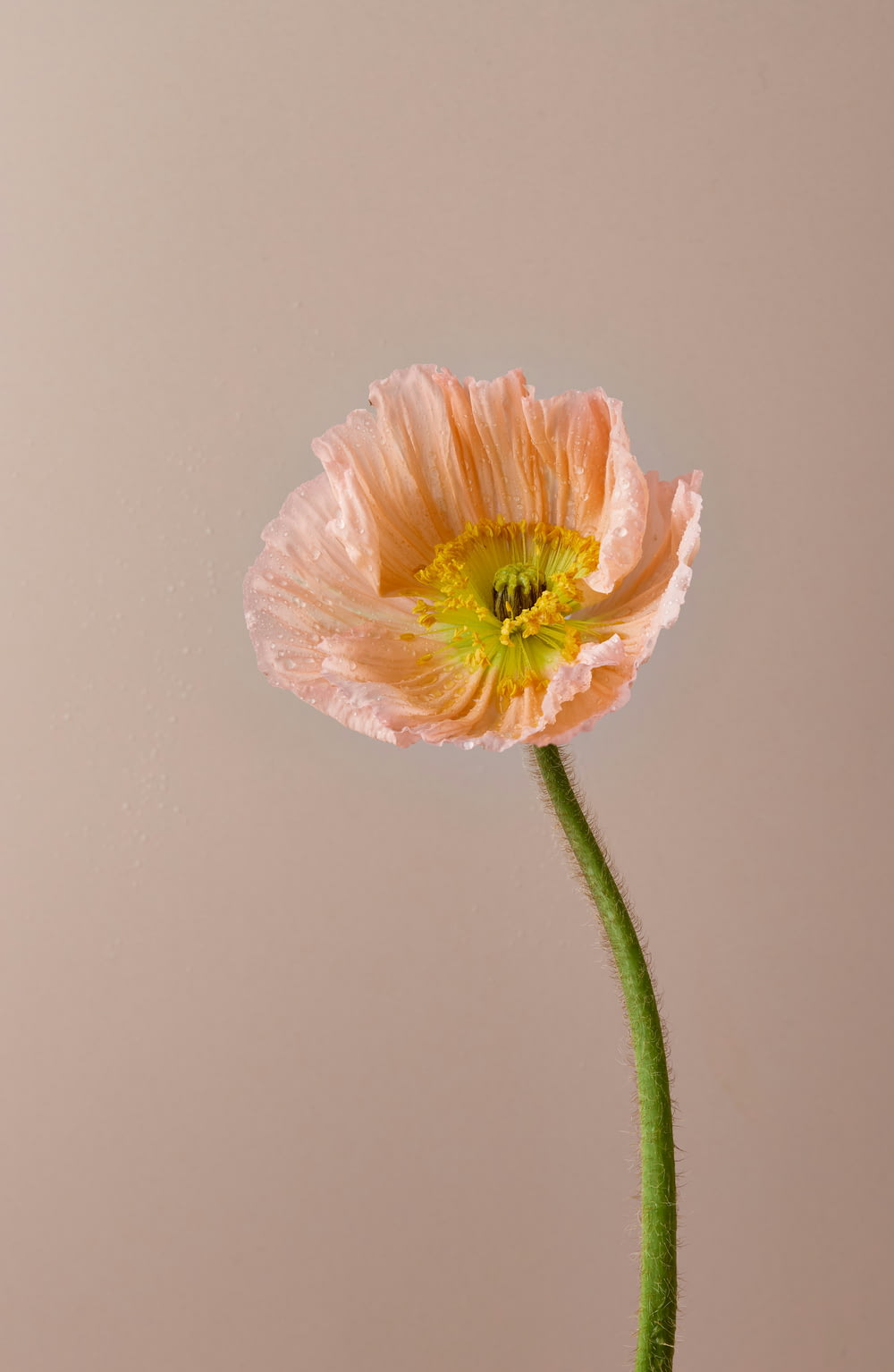 a single pink flower with a green stem