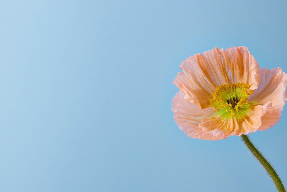 a single pink flower with a blue sky in the background