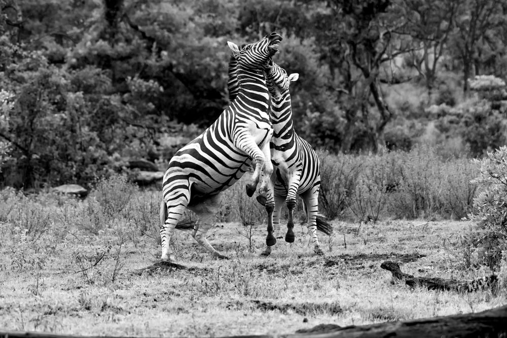 a couple of zebra standing on top of each other
