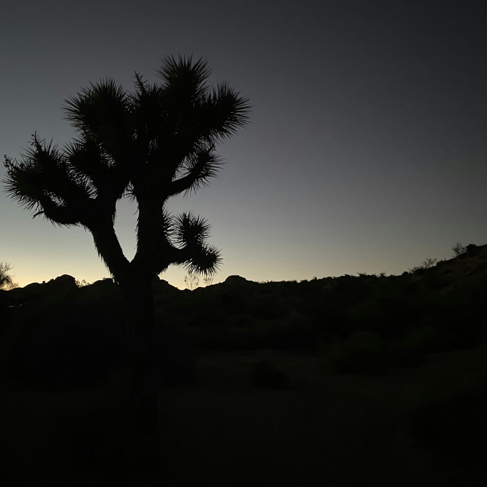 a joshua tree silhouetted against a dark sky