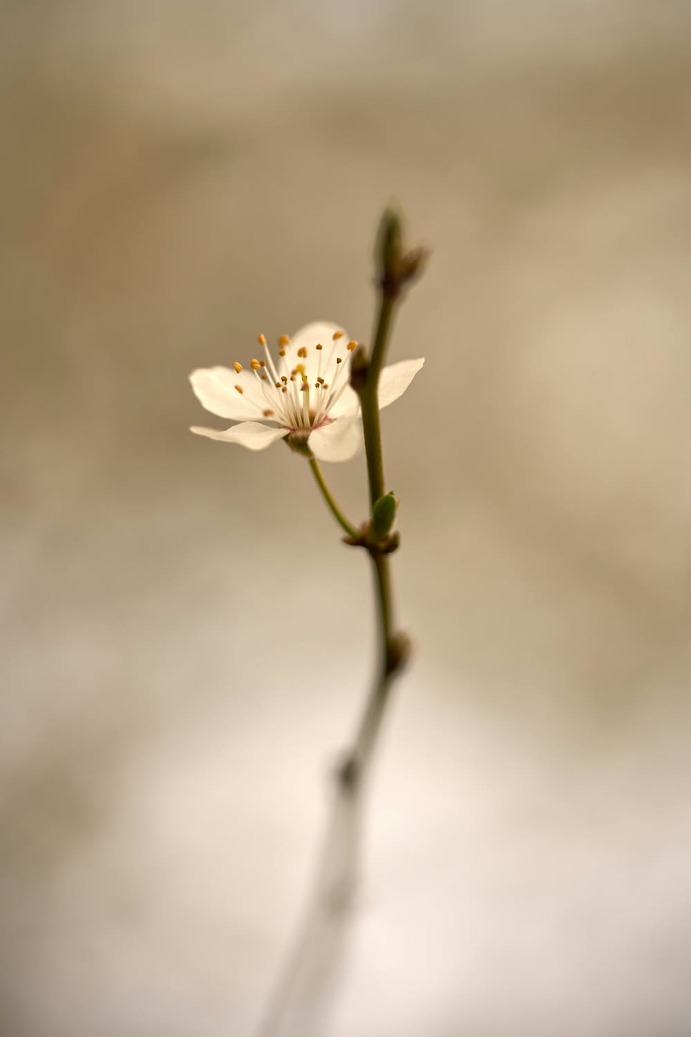 a small white flower is in a vase