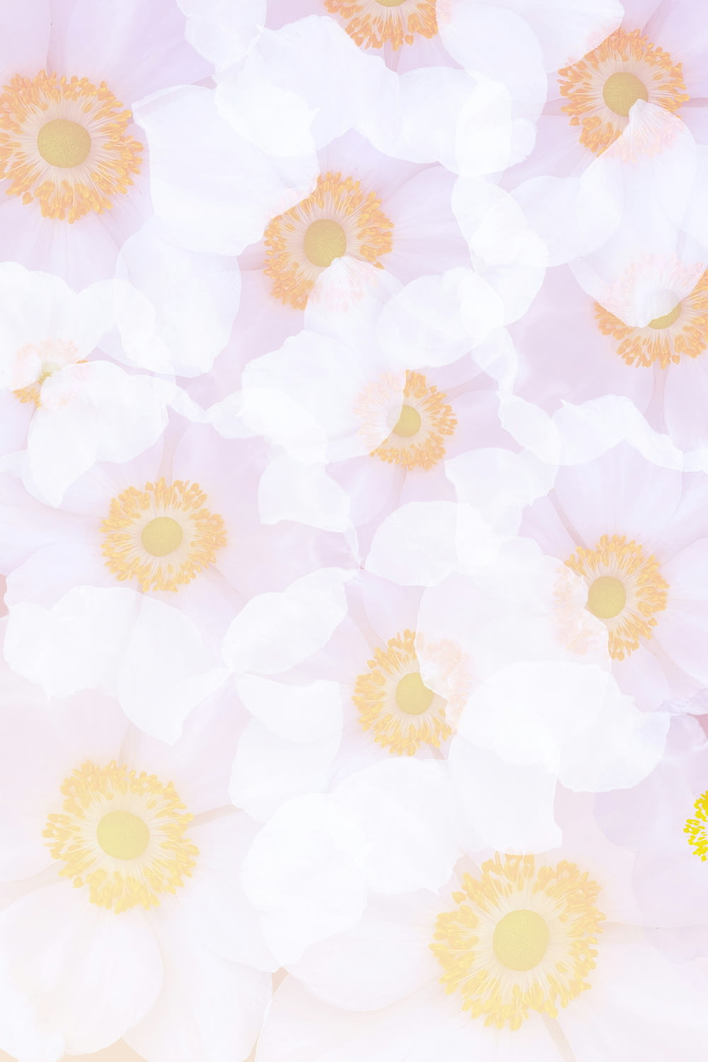 a bunch of white and yellow flowers on a pink background