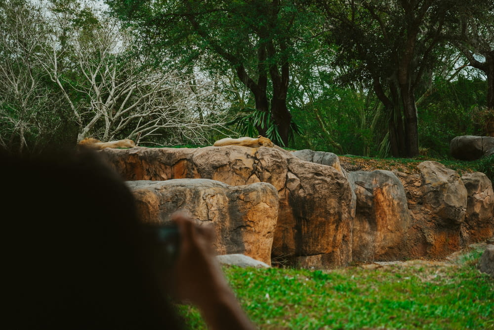 a person taking a picture of a lion laying on a rock