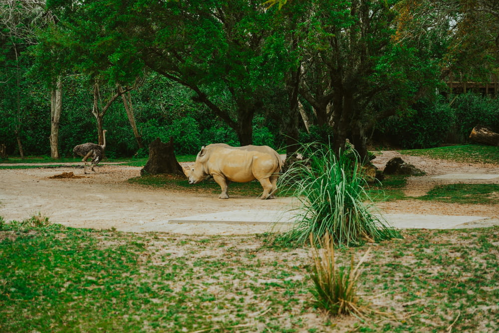 a rhino and a giraffe in a zoo enclosure
