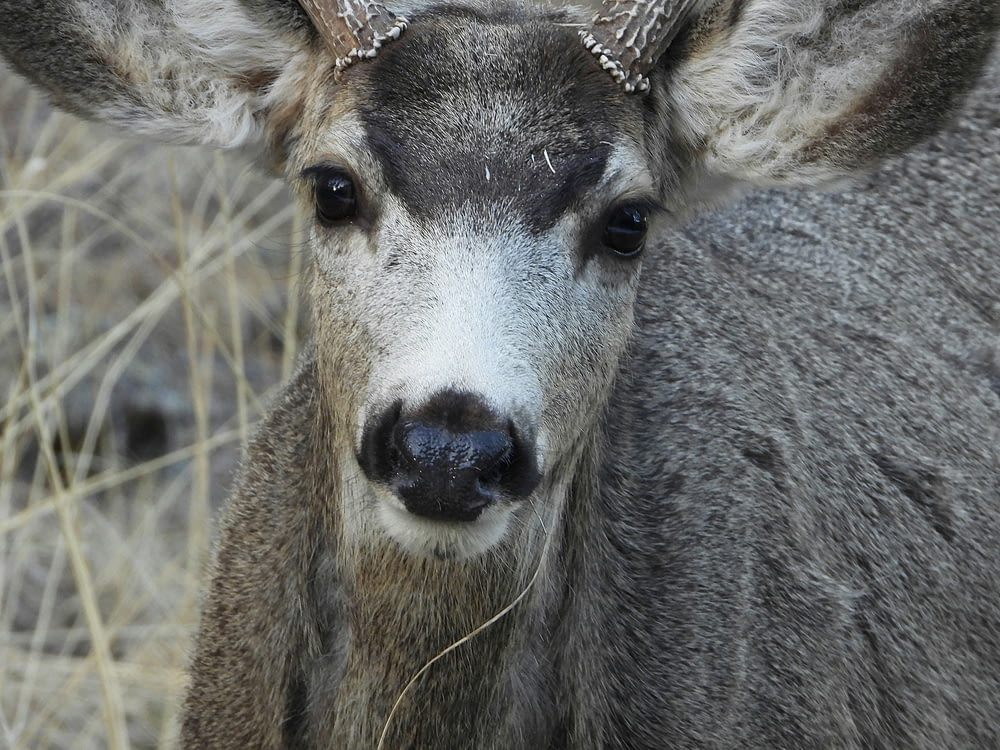 a close up of a deer with horns