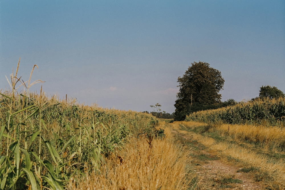 a dirt road running through a field of tall grass