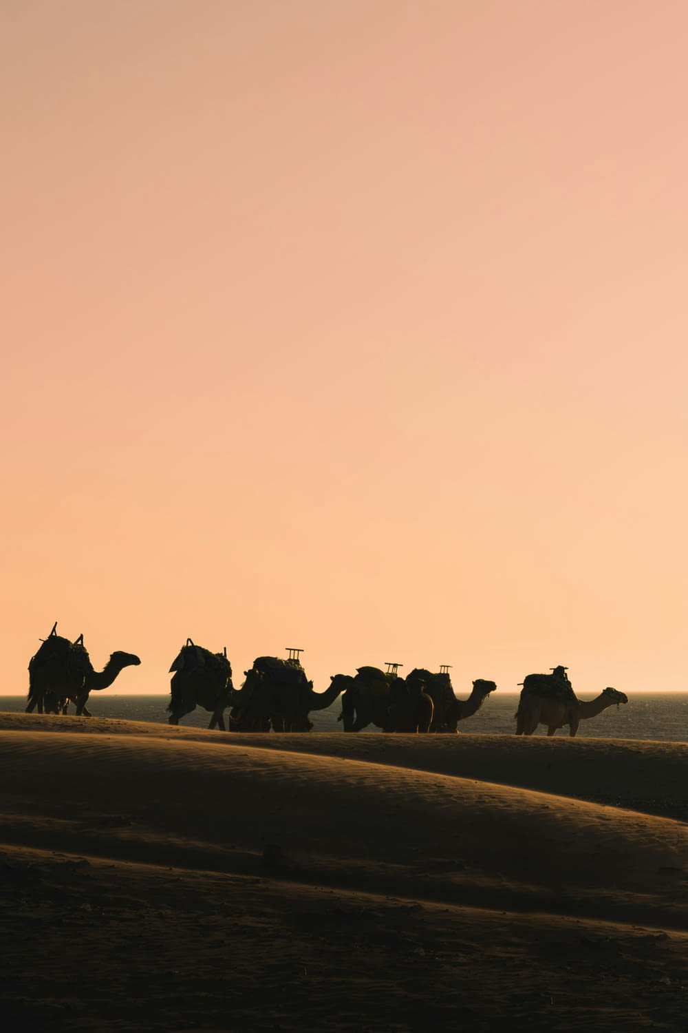 a group of camels walking across a desert