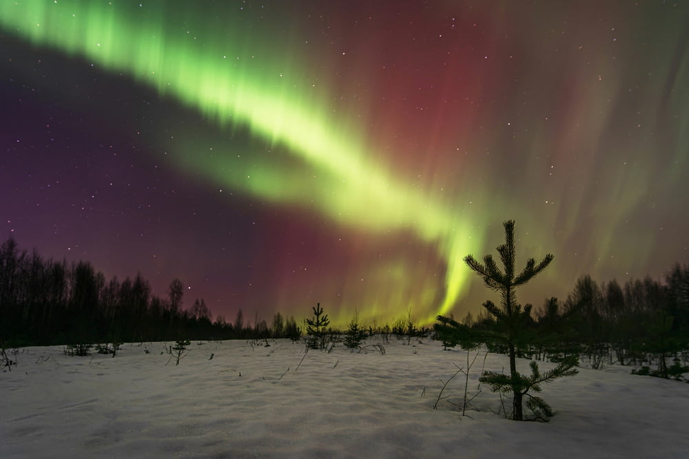 a green and purple aurora over a snow covered field