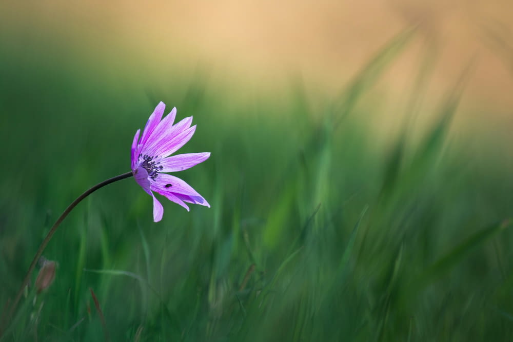 a single purple flower in a grassy field