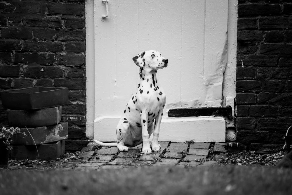 a dalmatian dog sitting in front of a door