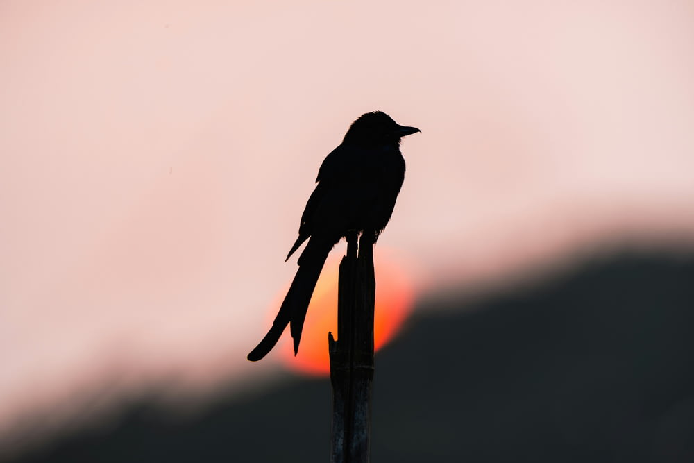 a black bird sitting on top of a wooden pole