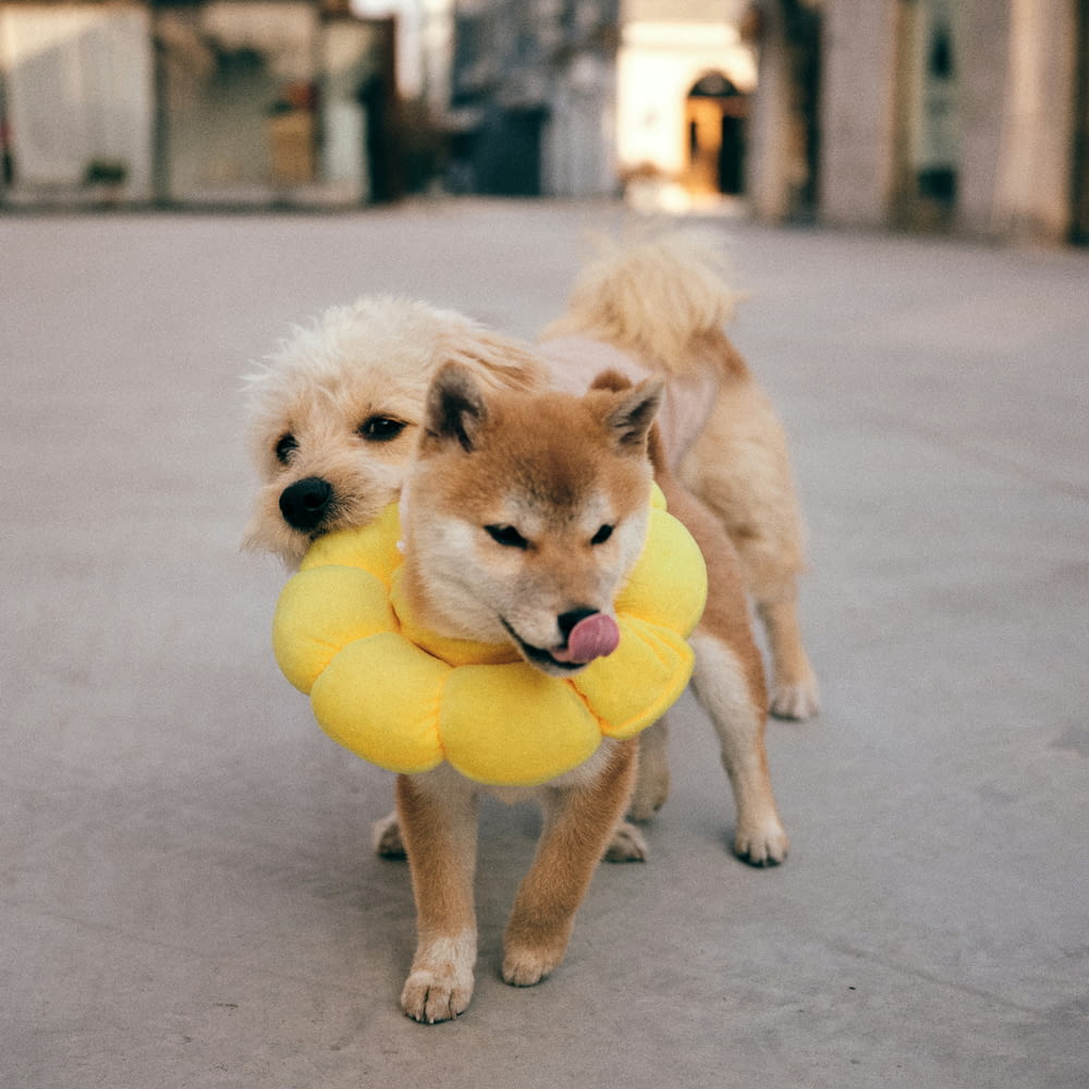 a couple of dogs that are holding a frisbee
