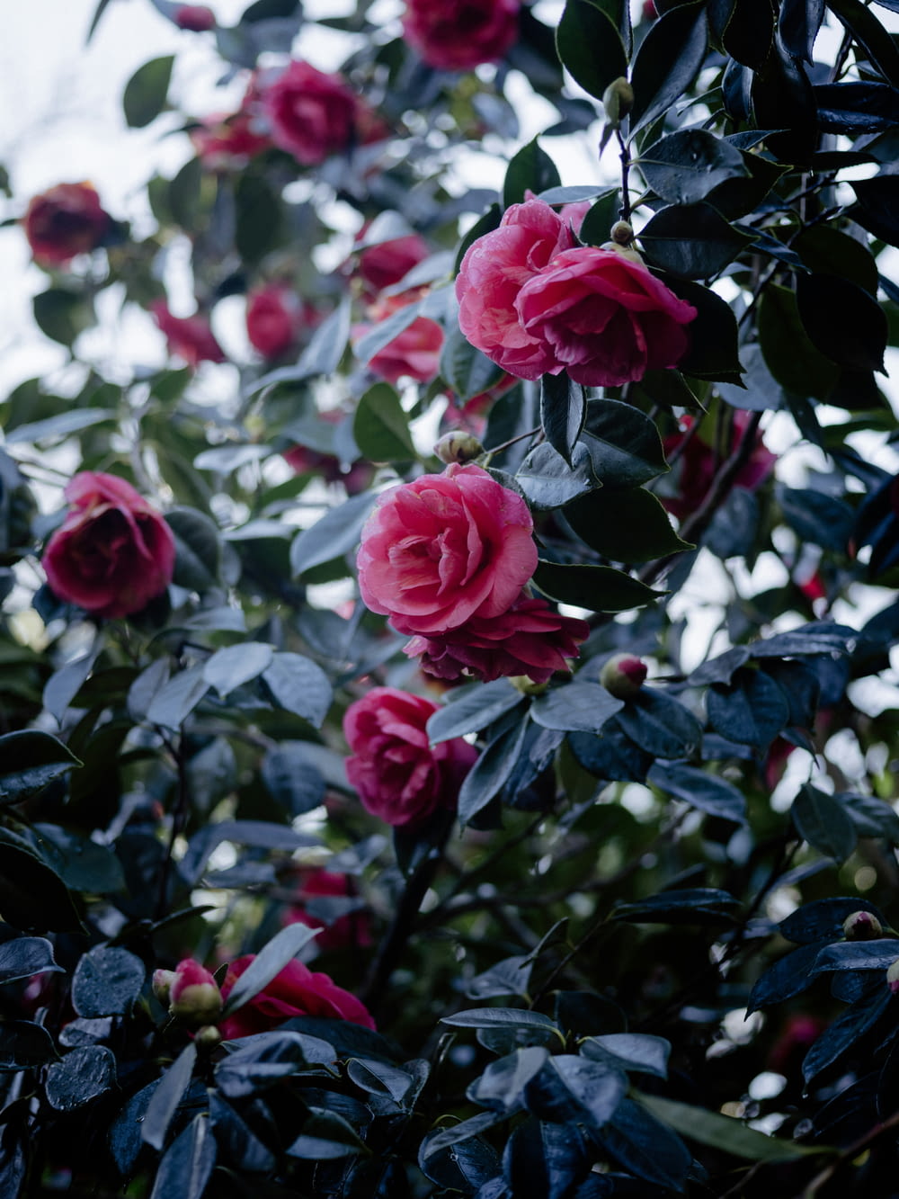 a bush of pink roses with green leaves