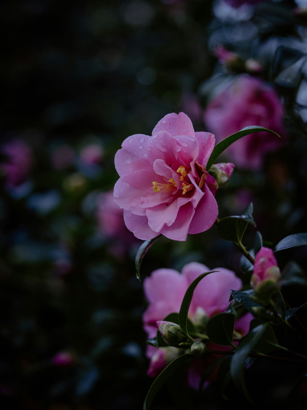 a close up of a pink flower on a bush