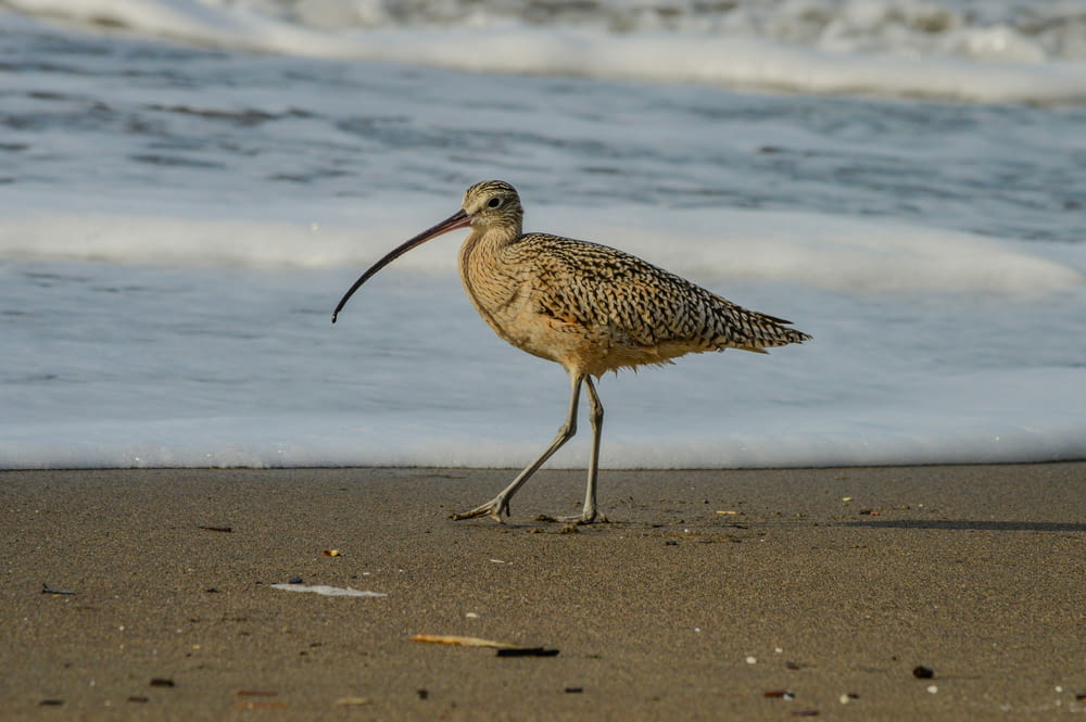 a bird with a long beak walking on the beach