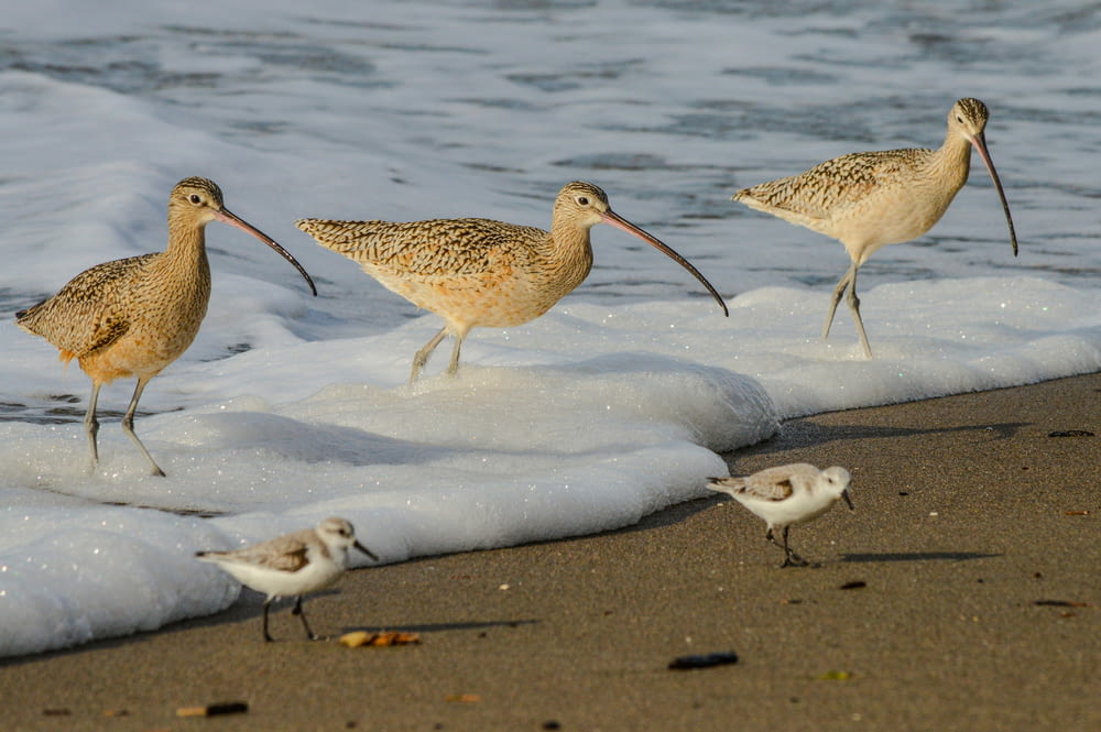 a group of birds standing on top of a sandy beach
