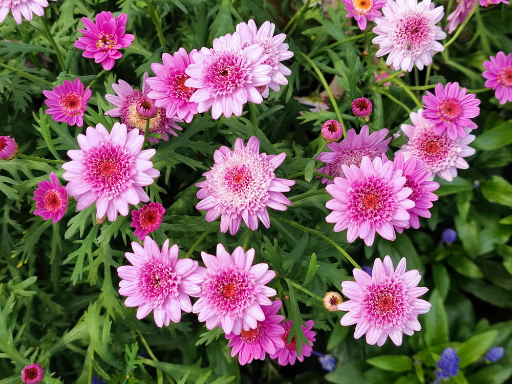 a bunch of pink flowers in a garden