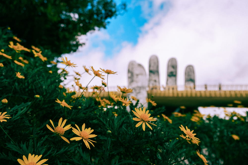 some yellow flowers and a bridge in the background
