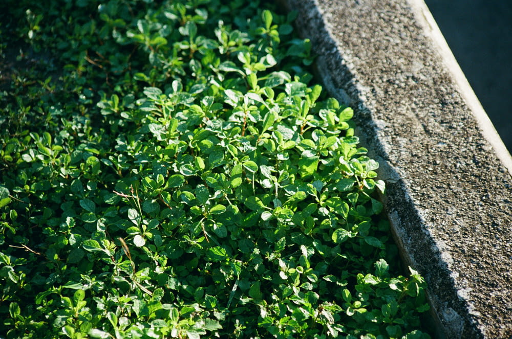 a close up of a plant near a curb