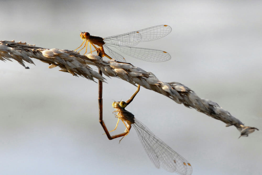 a couple of dragonflies sitting on top of a plant