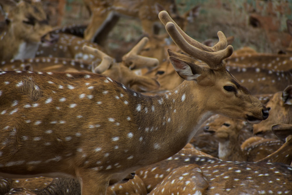 a herd of deer standing next to each other