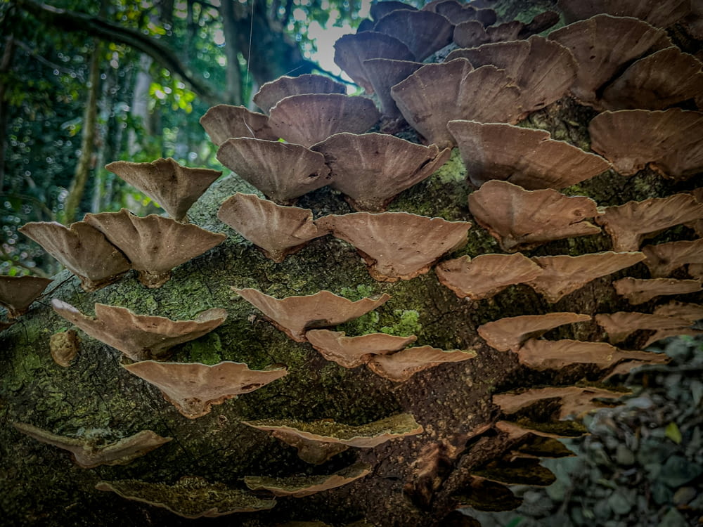 a group of mushrooms growing on a tree trunk