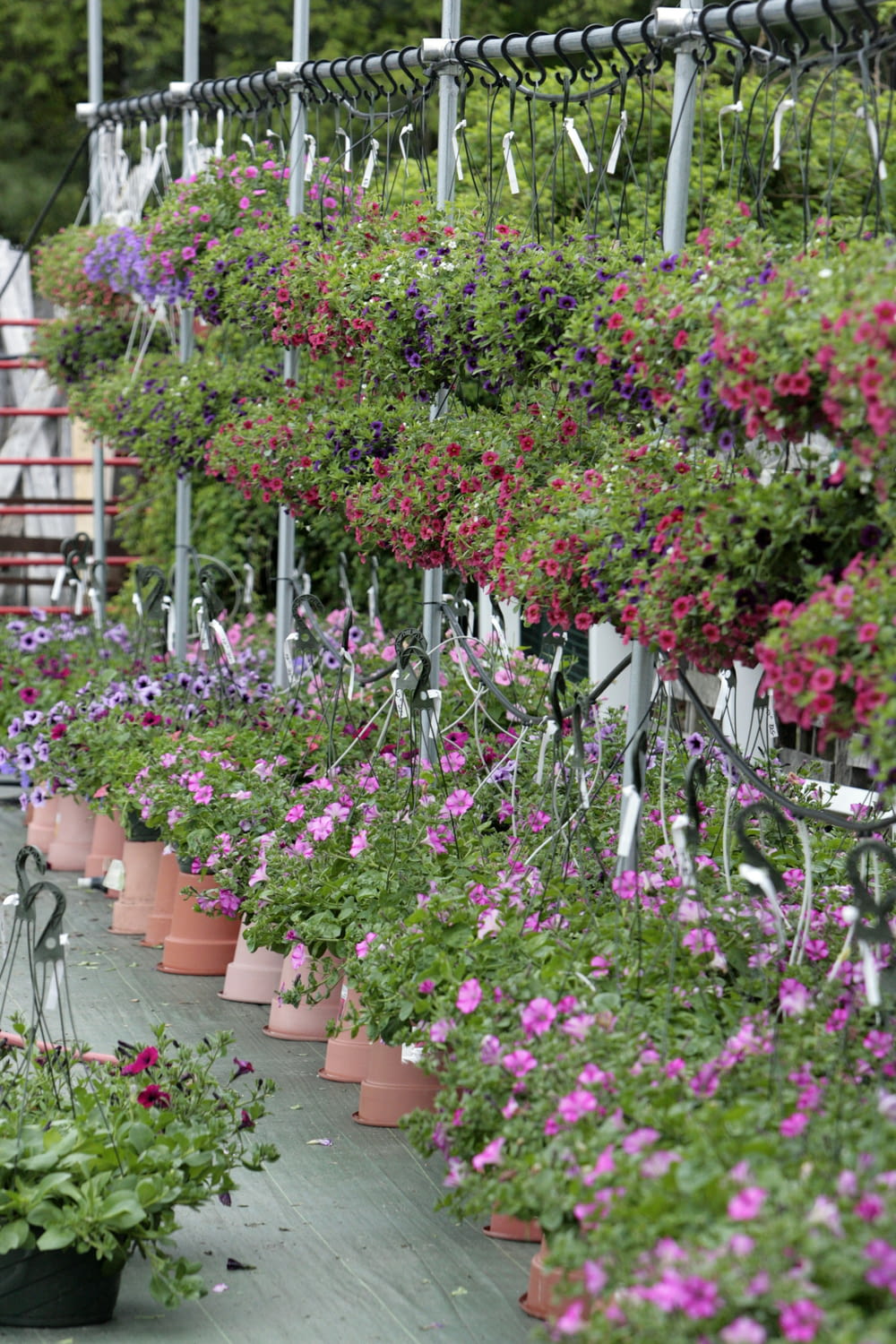 a row of potted plants with pink and purple flowers