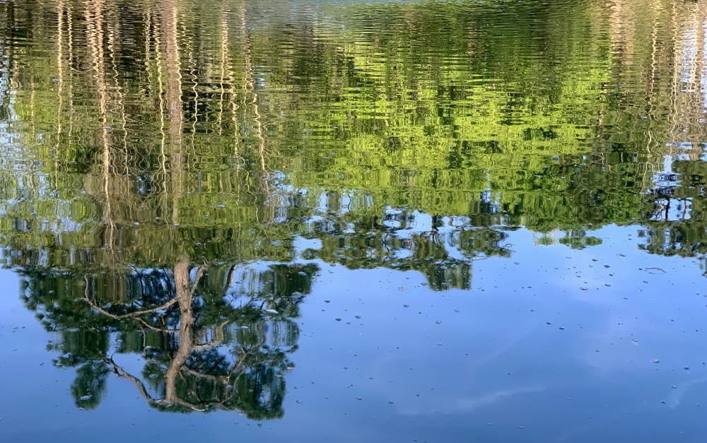 the reflection of a tree in the water