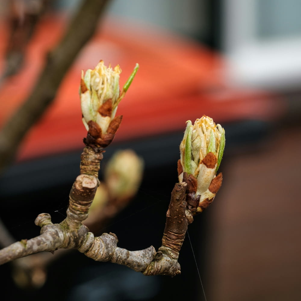 a close up of two buds on a tree