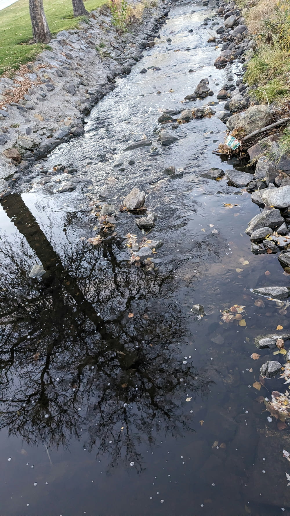 a tree is reflected in a small stream