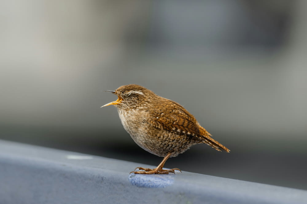 a small brown bird standing on top of a metal rail