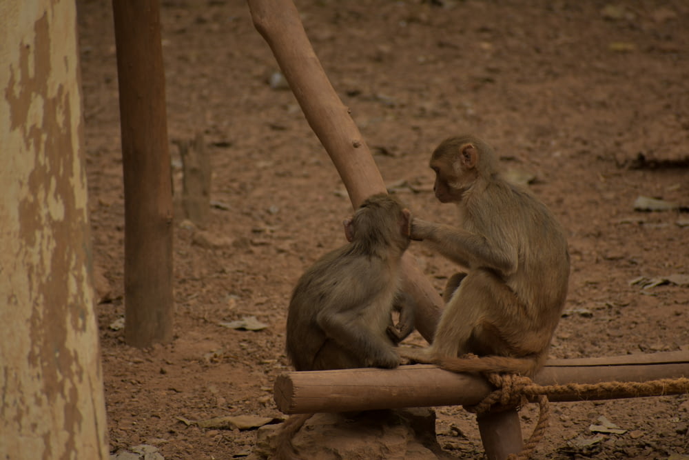 um casal de macacos sentados em cima de um tronco de madeira