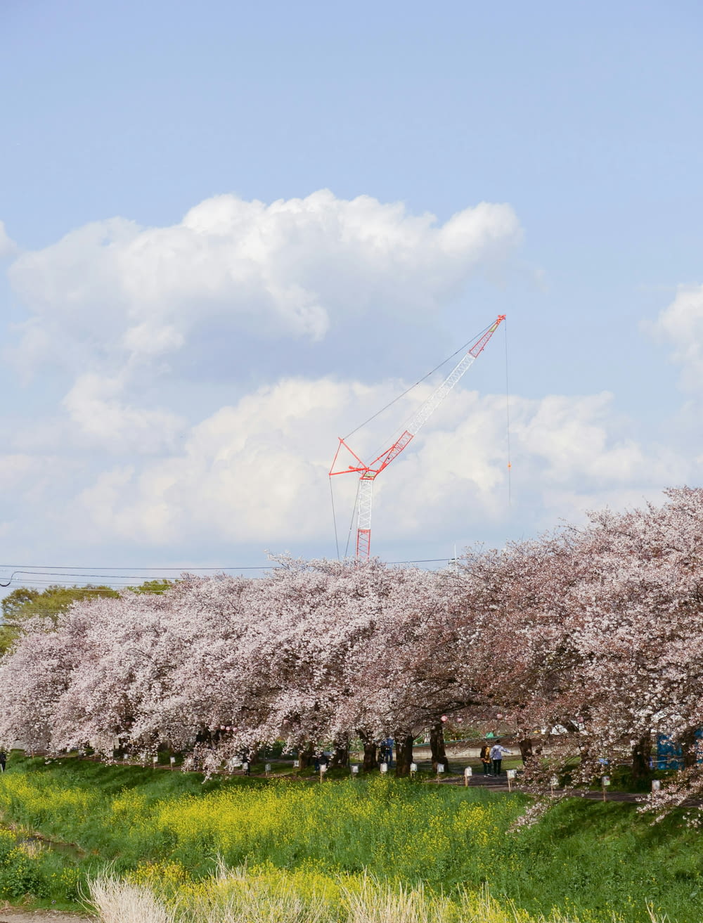 a crane is in the sky over a field of cherry blossoms