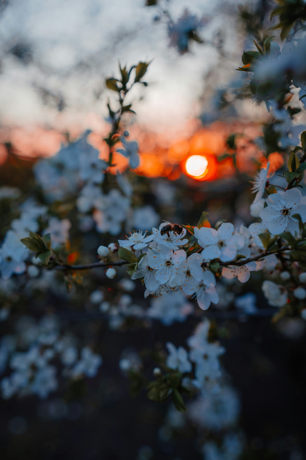 the sun is setting behind a flowering tree