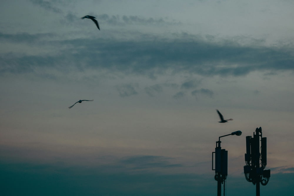 a flock of birds flying over a cell phone tower