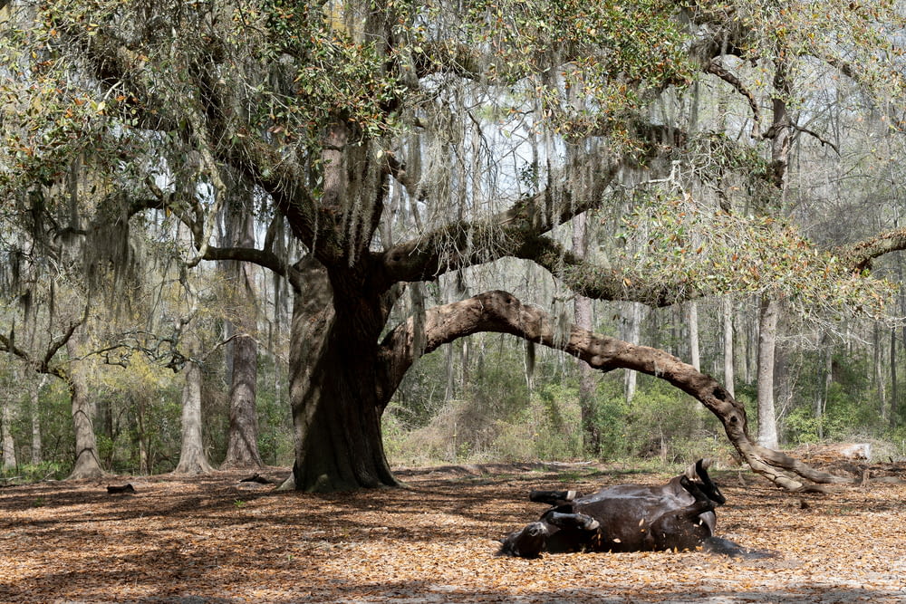 a cow laying under a large tree in a forest