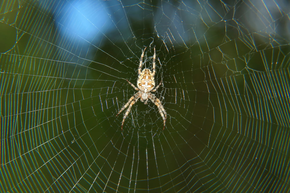 a close up of a spider in its web