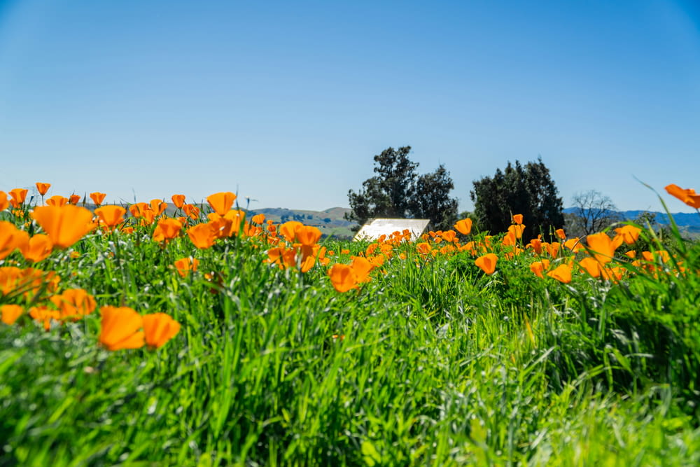 a field of orange flowers with a house in the background
