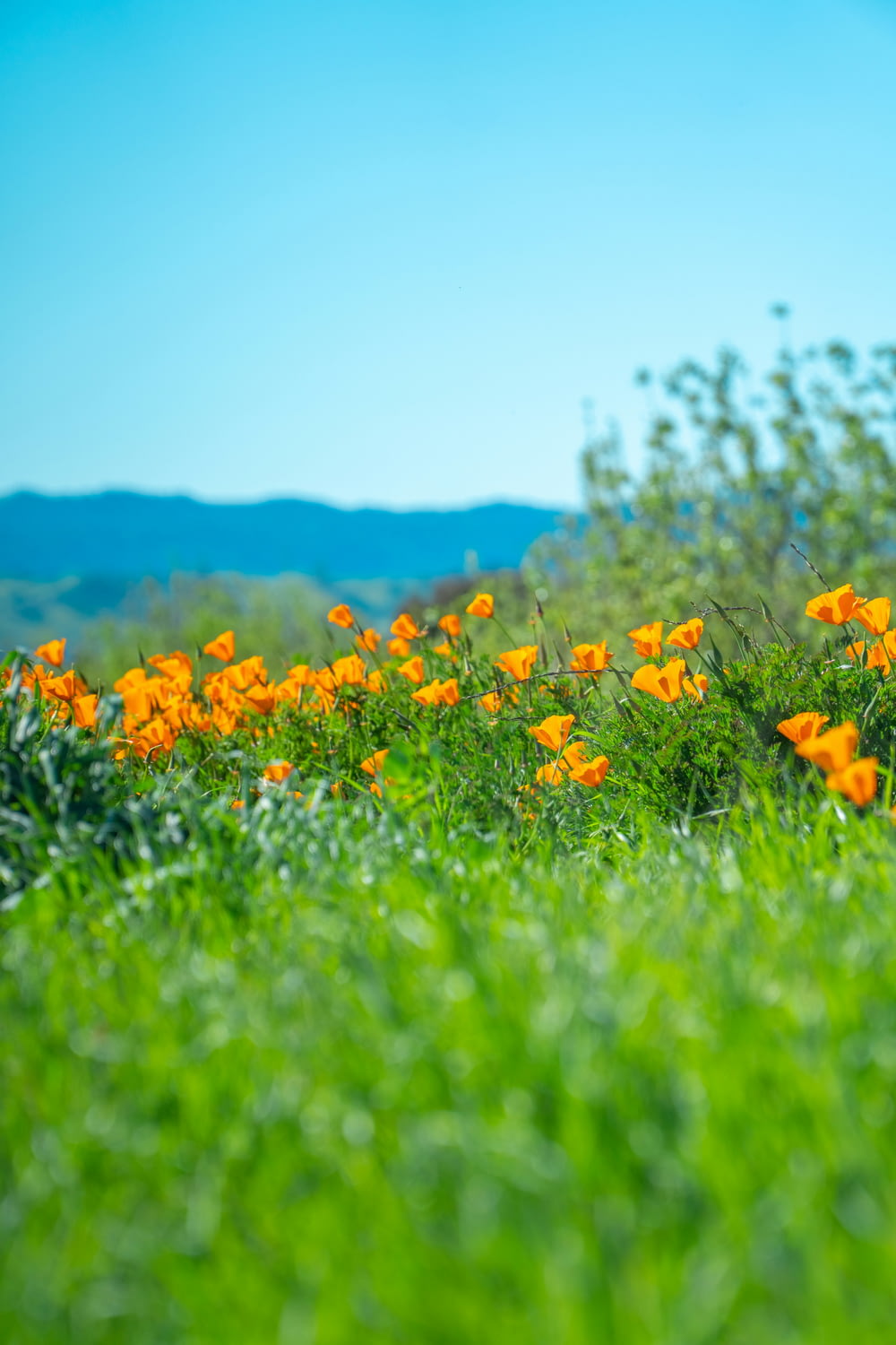 um campo cheio de flores alaranjadas em um dia ensolarado
