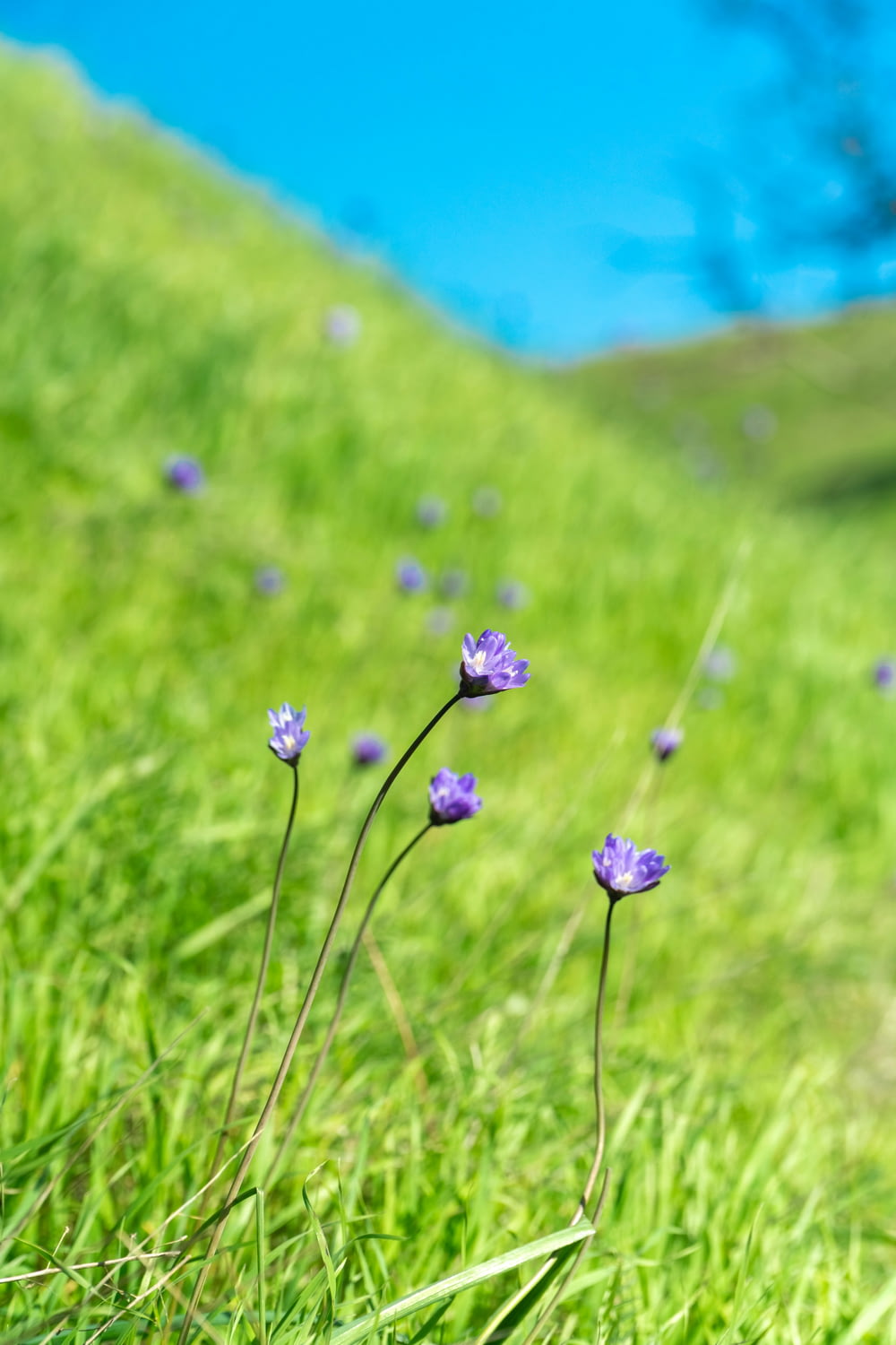 purple flowers in a grassy field with a blue sky in the background
